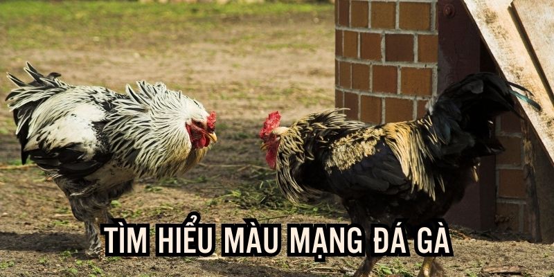 Tìm hiểu sơ lược về màu mạng đá gà